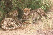 Cheetah Poster