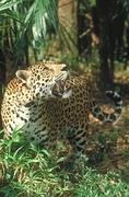 Jaguar Magnet