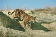 Jaguar Magnet