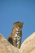 Jaguar T-Shirt