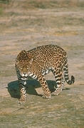 Jaguar Magnet