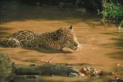 Jaguar Magnet