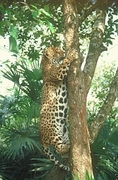 Jaguar Magnet