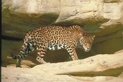 Jaguar Magnet