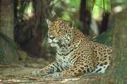 Jaguar T-Shirt