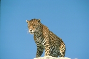 Jaguar T-Shirt