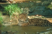 Jaguar Magnet