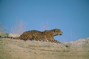 Jaguar Magnet