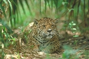 Jaguar Magnet