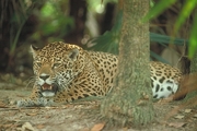 Jaguar Magnet