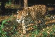 Jaguar Magnet