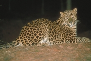 Leopard Magnet
