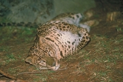 Leopard Magnet
