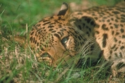 Leopard Magnet