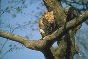 Leopard Magnet
