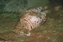 Leopard picture