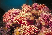 Cabazo Fish Magnet