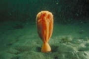 Fleshy Sea Pen Poster