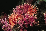 Hydrocoral T-Shirt