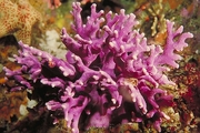 Hydrocoral T-Shirt