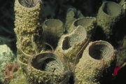 Lavender Tube Sponge Magnet