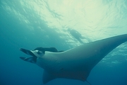 Manta Ray Magnet