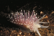 Red Gilled Nudibranch T-Shirt
