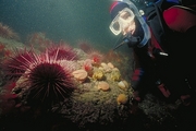 Red Sea Urchin Poster