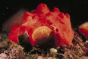 Red Volcano Sponge Magnet
