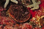 Rock Scallop Magnet