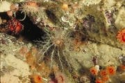 Sea Cucumber Poster