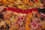 Sea Cucumber Poster