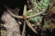 Sea Star Poster