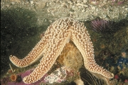 Short Spine Sea Star Poster