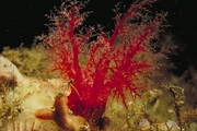 Slipper Sea Cucumber Coffee Mug