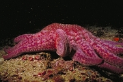Sunflower Sea Star Poster