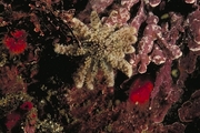 Sunflower Starfish Poster