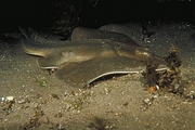 Thornback Skate Magnet