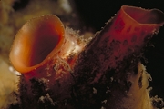 Tube Sponge Magnet
