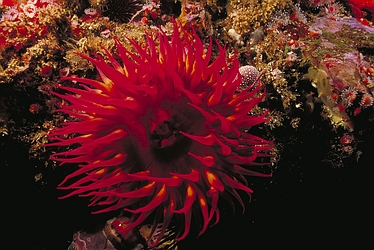 Rose Anemone