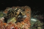 Black And Yellow Rockfish picture