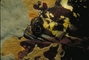 Black And Yellow Rockfish picture