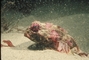 Bull Sculpin picture