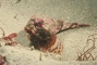 Bull Sculpin picture