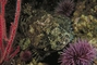 Cabazone picture