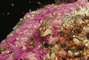Coraline Sculpin picture