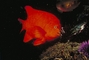 Garibaldi picture