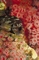 Gopher Rockfish picture