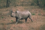 Black Rhinoceros Magnet