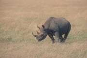 Black Rhinoceros Magnet